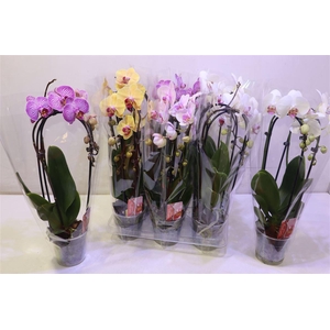 arr8 Phal El Cascade