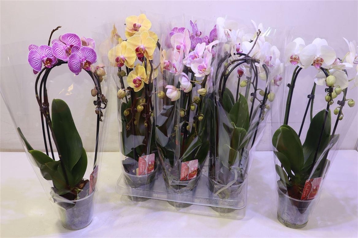 <h4>arr8 Phal El Cascade</h4>