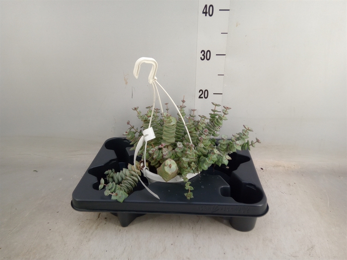 <h4>Crassula perforata</h4>