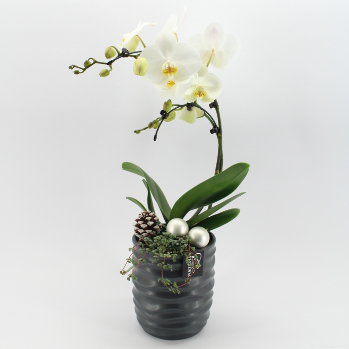 <h4>Opm PHALXM-2431 Phalaenopsis Xmas</h4>