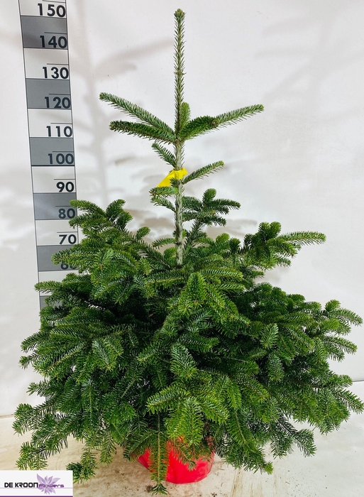 <h4>ABIES NORDMANNIANA</h4>