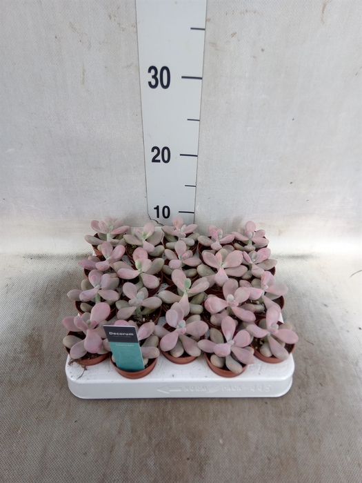 Pachyphytum oviferum