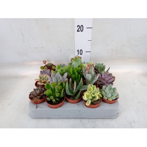 Succulents   ...