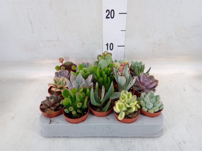 <h4>Succulents   ...</h4>