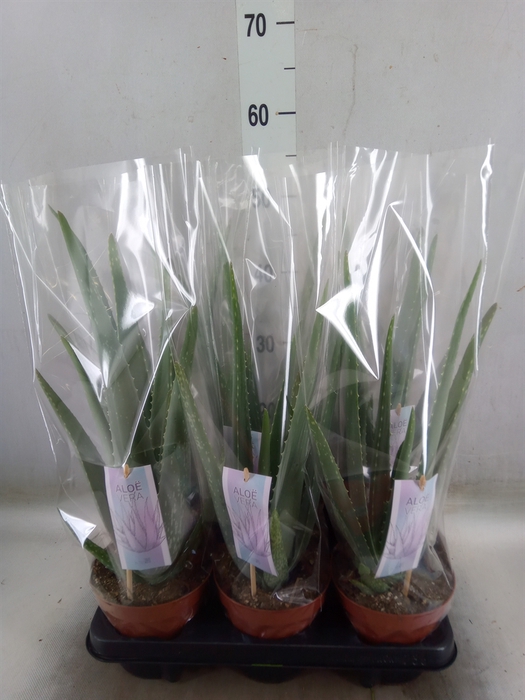 <h4>Aloe vera</h4>