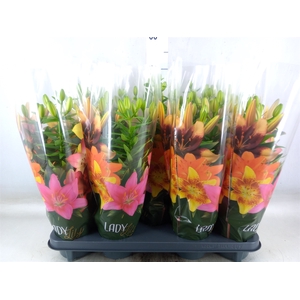 Lilium asia.   ...