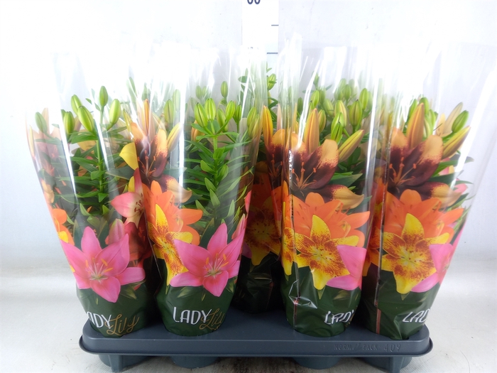 <h4>Lilium asia.   ...</h4>