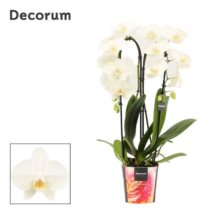 <h4>Phalaenopsis cascade 2 tak wit (Decorum)</h4>