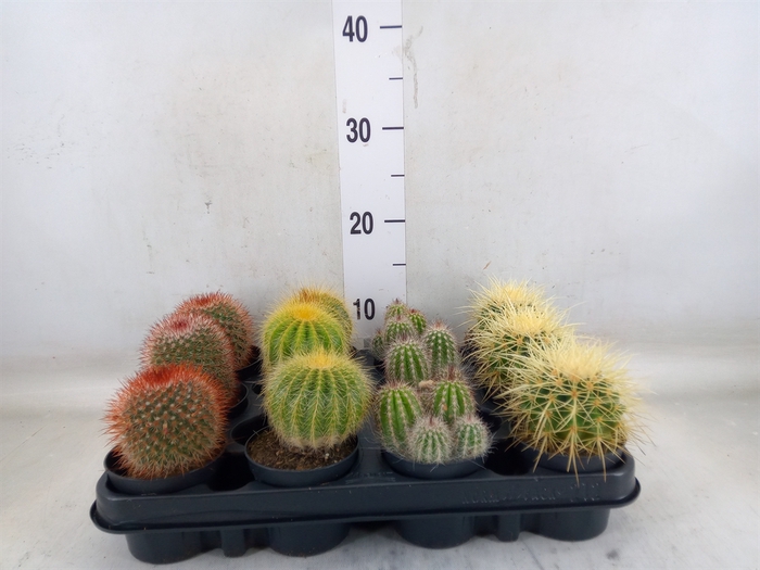 <h4>Mammillaria  ...mix</h4>