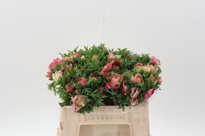 <h4>Anem Levante Rossa Chiaro</h4>