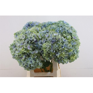 Hydr. M Tenderlove Blue 60-20