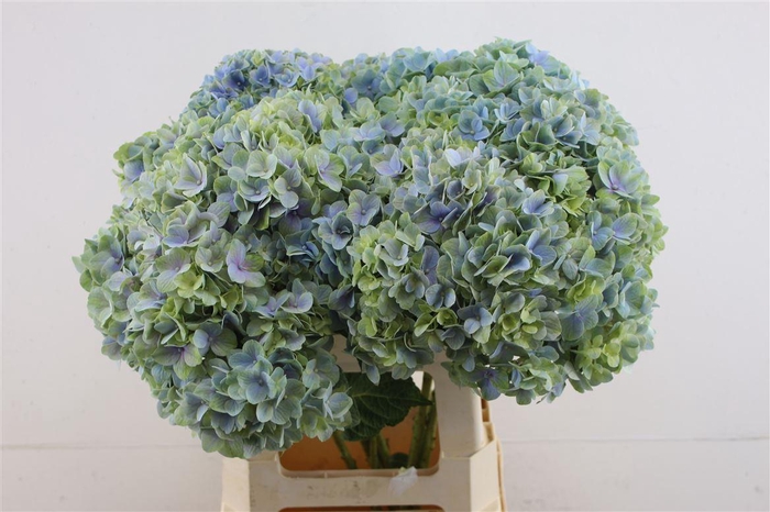 <h4>Hydr. M Tenderlove Blue 60-20</h4>