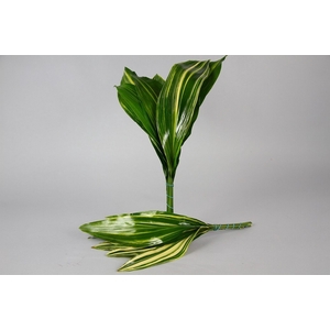 Aspidistra Variegated