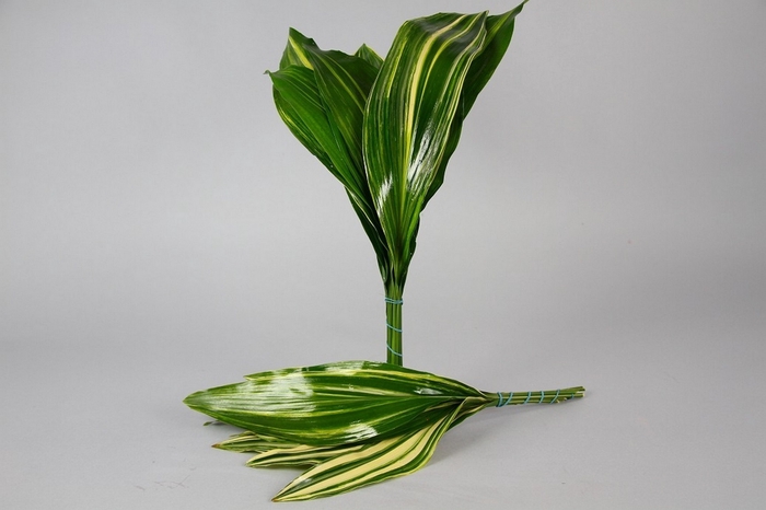 <h4>Aspidistra Variegated</h4>