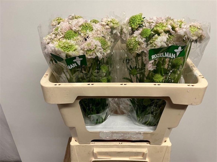 <h4>SCAB AT F VA B SCOOP</h4>