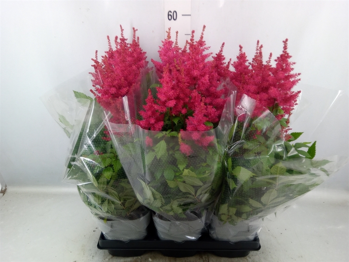 Astilbe arendsii 'Drum and Bass