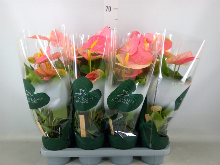 <h4>Anthurium andr. 'Colorado'</h4>