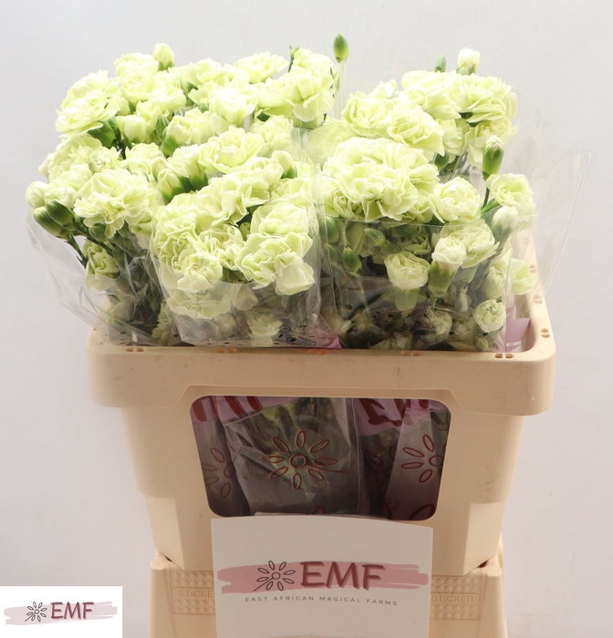 <h4>Di Tr Parsley+</h4>