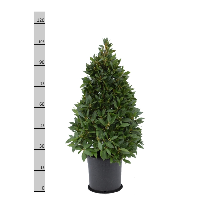 <h4>Laurus nobilis Piramide</h4>