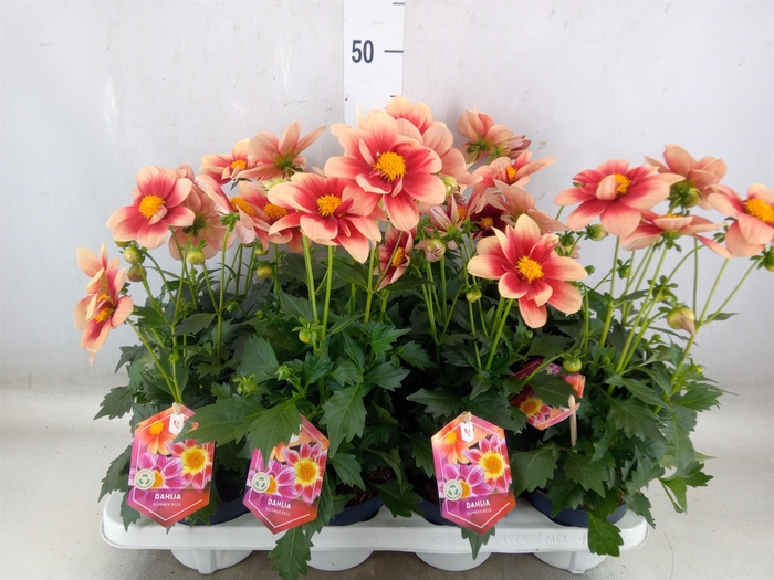 <h4>Dahlia  'Summerbees Purple Bicolor'</h4>