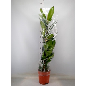 Ficus cyathistipula
