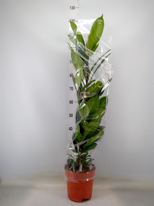 <h4>Ficus cyathistipula</h4>