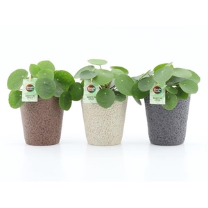 Pilea peperomoides