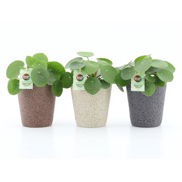 <h4>Pilea peperomoides</h4>