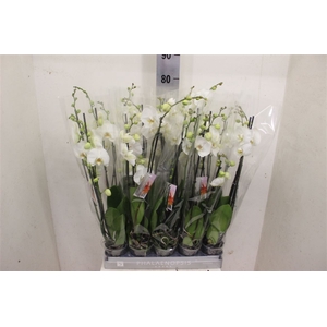 Phal White 2 Tak