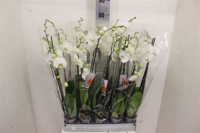 <h4>Phal White 2 Tak</h4>