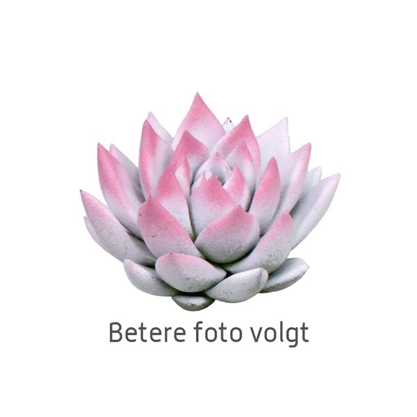 <h4>Echeveria bicoloured white/pink</h4>