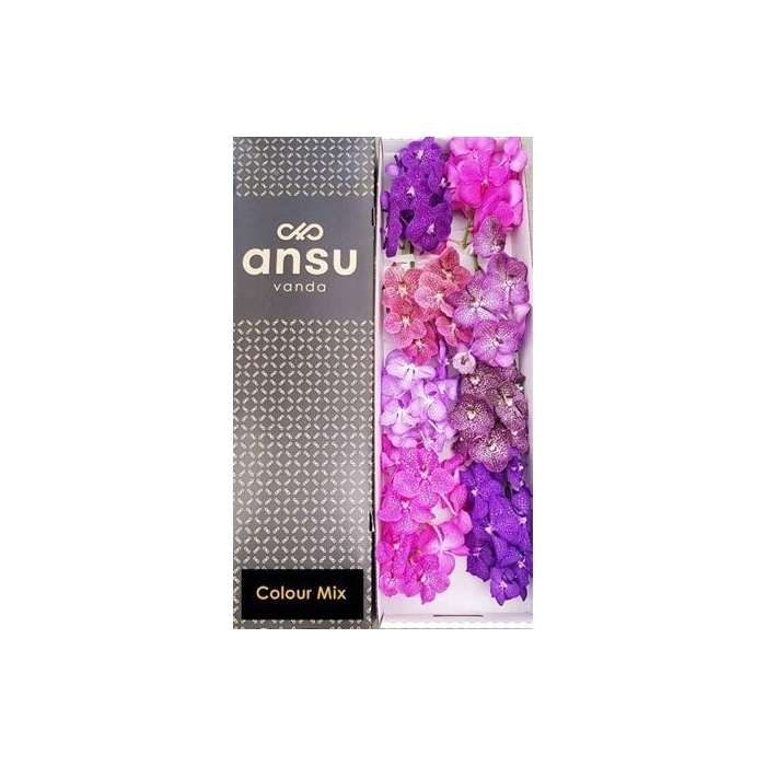 <h4>Vanda T Colour Mix</h4>