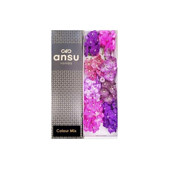<h4>Vanda T Colour Mix</h4>