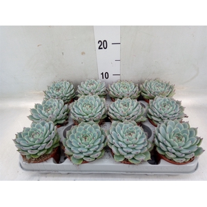 Echeveria   ...