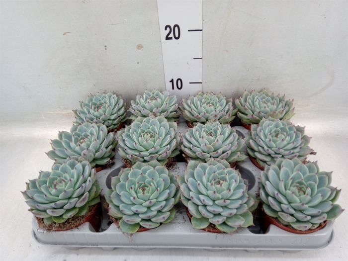 <h4>Echeveria   ...</h4>