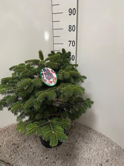 <h4>ABIES NORDMANNIANA</h4>