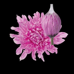 Chr G Antonov Pastel Cerise