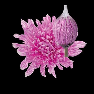 Chr G Antonov Pastel Cerise