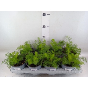 Foeniculum vulgare   ...