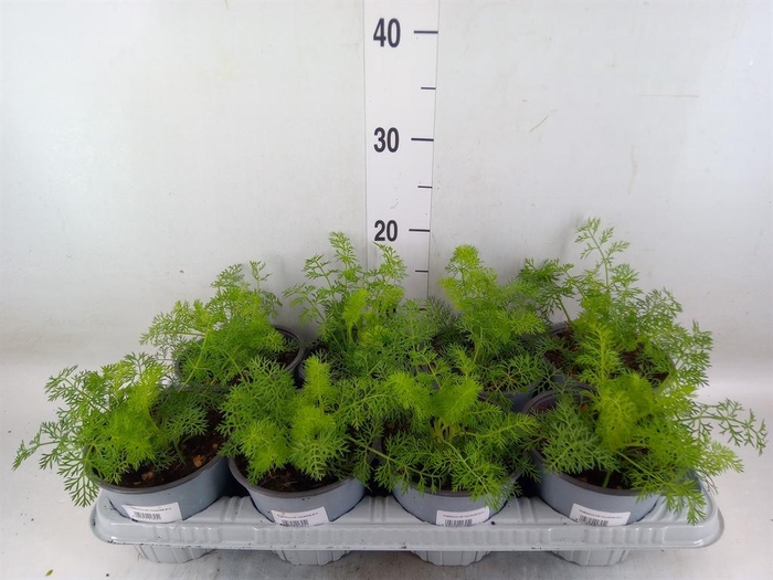 <h4>Foeniculum vulgare ...</h4>