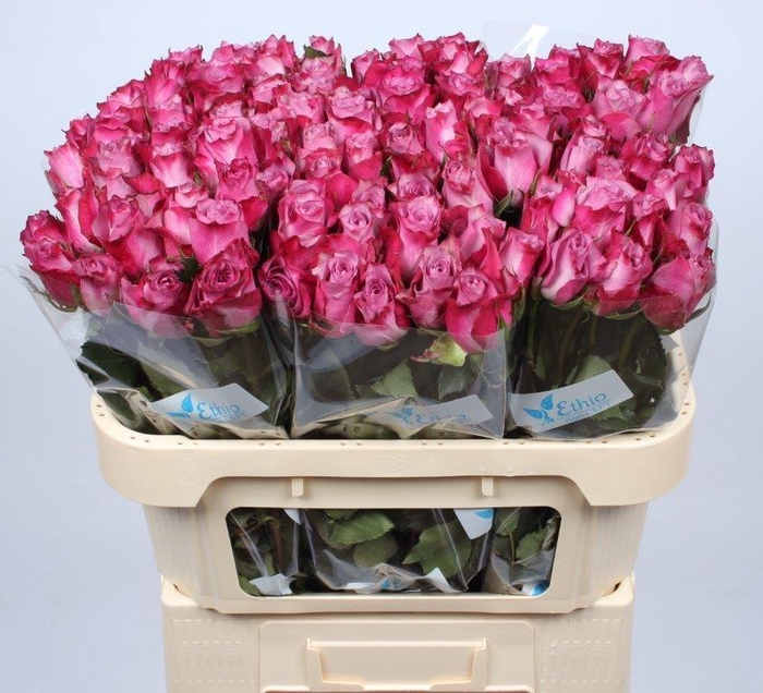 <h4>R GR DEEP PURPLE</h4>