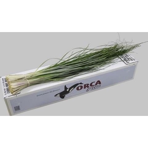 Leaf beargrass Orca