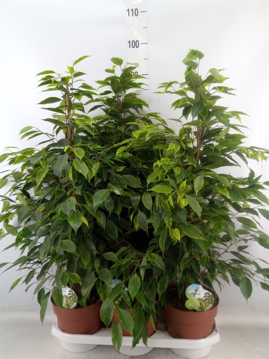 <h4>Ficus benja. 'Anastasia'</h4>