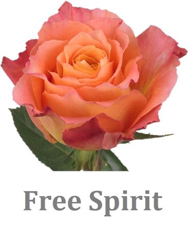 <h4>R Gr Free Spirit</h4>