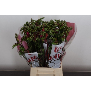 Fr Du Expression (tesselaar)