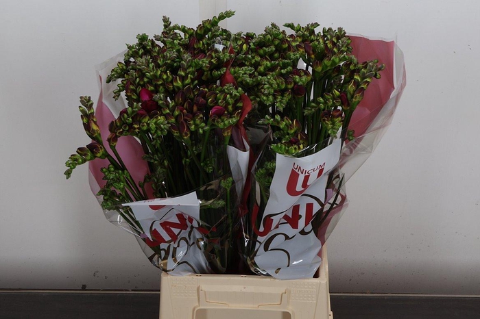 <h4>Fr Du Expression (tesselaar)</h4>