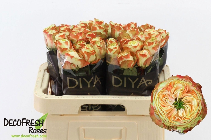 <h4>R Gr Karma-bb</h4>