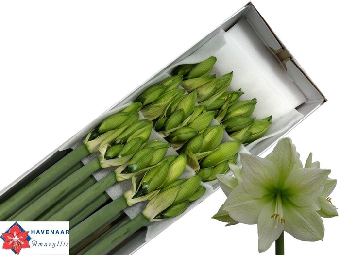 <h4>Hippeastrum avalanche</h4>