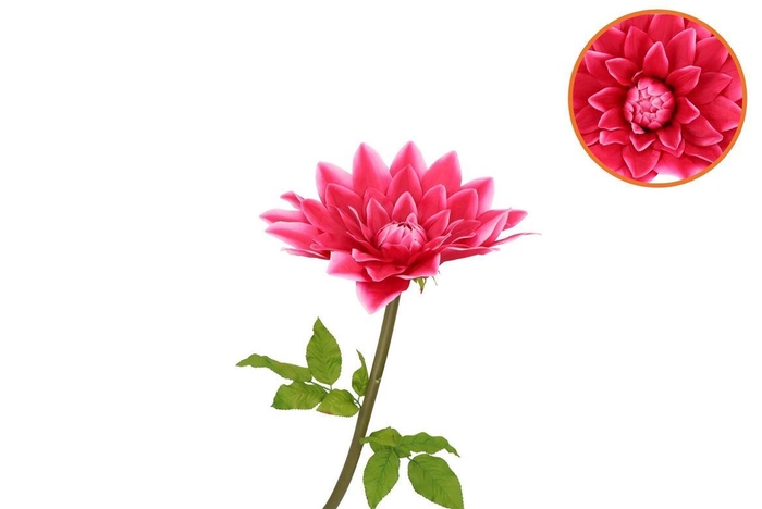 <h4>Silk Amazing Dahlia Beauty Fuchsia L 35x100cm</h4>