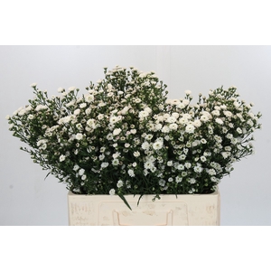Aster White Gypsy